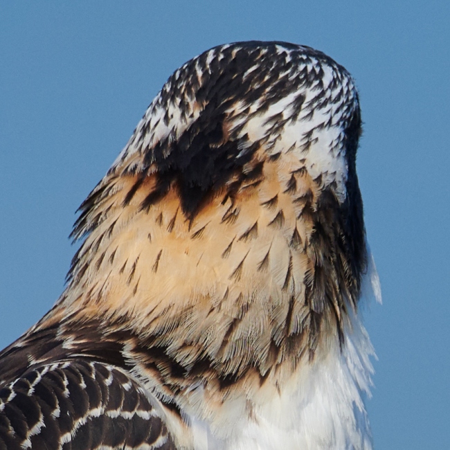 osprey-back-of-head-_BUP9609-Indian-Lake-Estates-FL-1