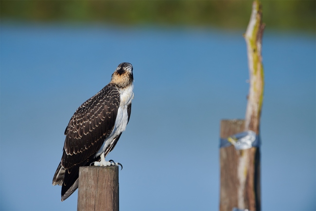 osprey-back-of-head-original-_BUP9609-Indian-Lake-Estates-FL-1