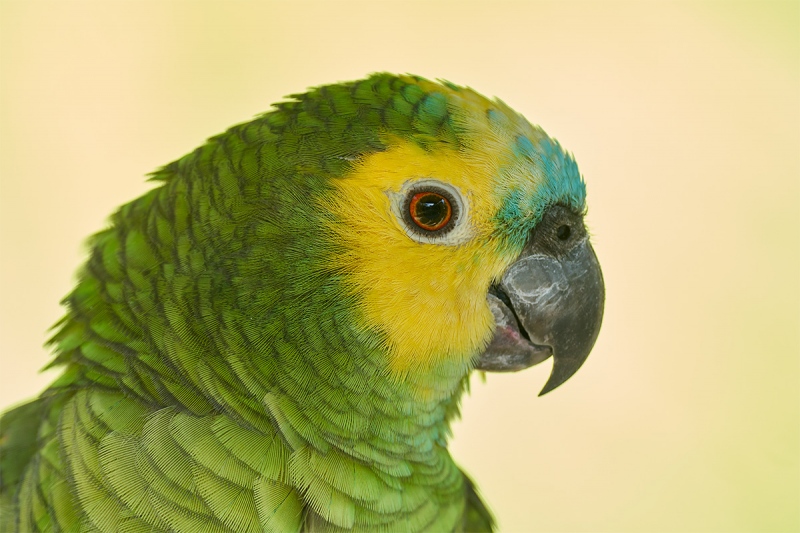 parrot-sp-captive-_7R41188-Gatorland-FL-1