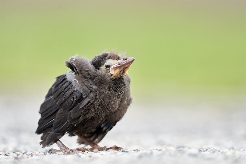 passerine-chick-_7R41784-Indian-Lake-Estates-FL-1