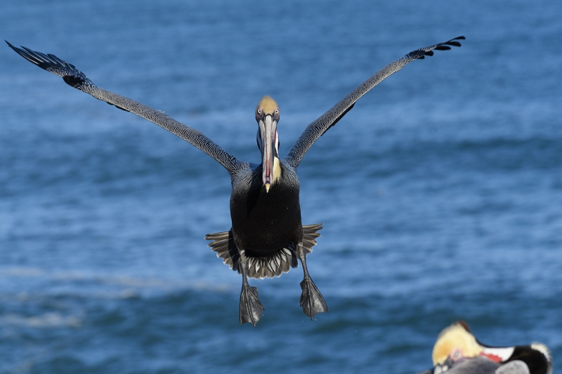 pelican-and-friend-ORIG-_DSC1461--La--Jolla,-CA