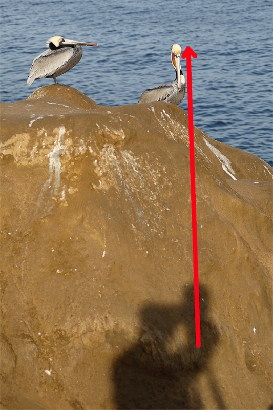 pelican-right-on-sun-angle-_P3A9886-La-Jolla,-CA