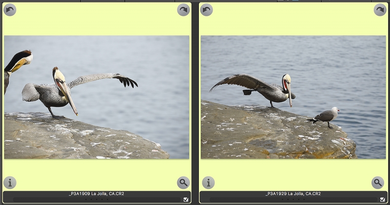 pelican-two-frame-edit