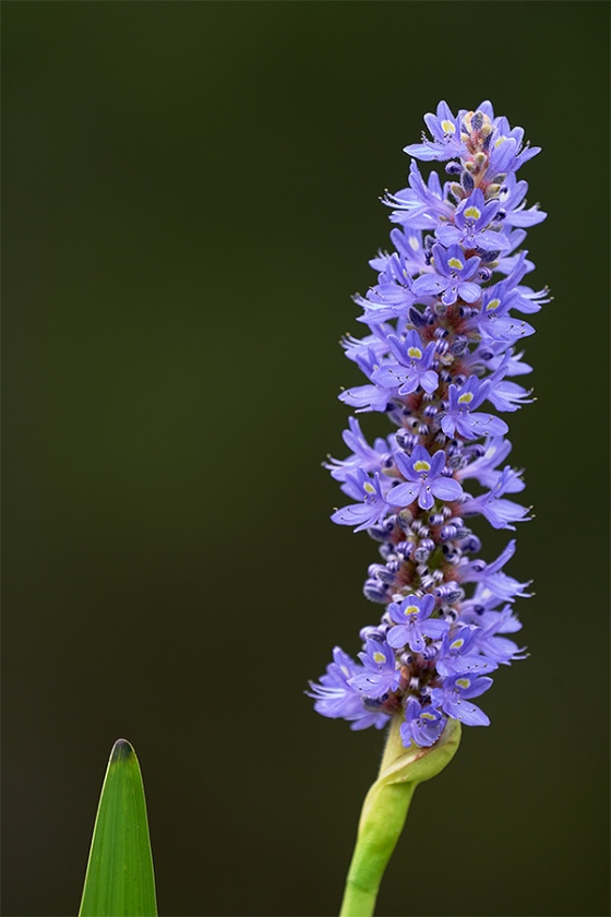 pickerelwee-blossom-_7R47218-Indian-Lake-Estates-FL-1