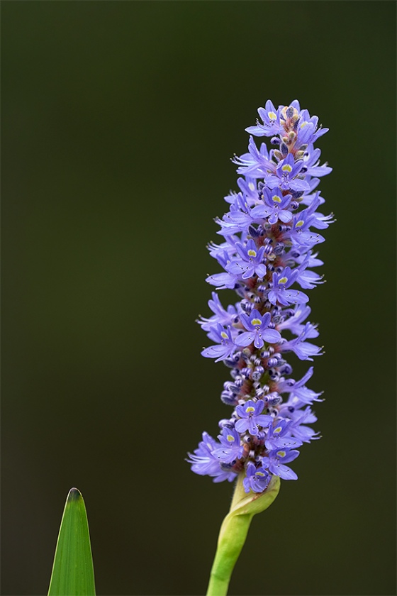 pickerelweed-blossom-EXP-_7R47218-Indian-Lake-Estates-FL-1