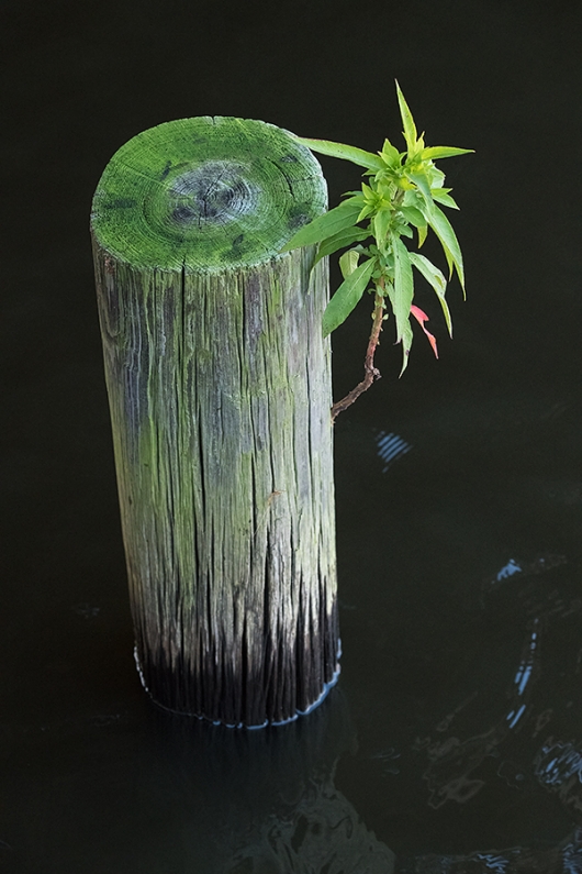 plant-growing-on-piling-in-water-_BUP3306Indian-Lake-Estates,-FL