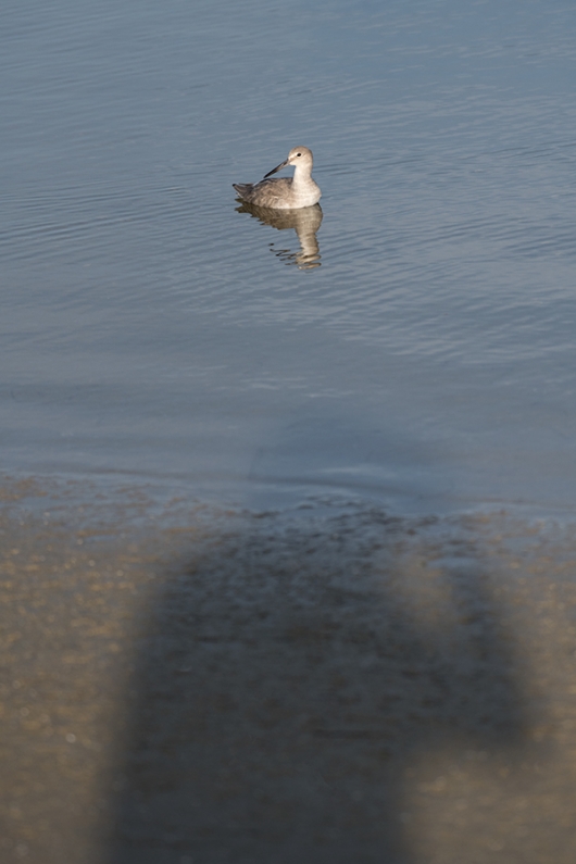 point-your-shadow-at-the-Willet-_MAI9006Fort-DeSoto-Park,-Tierra-Verde,-FL