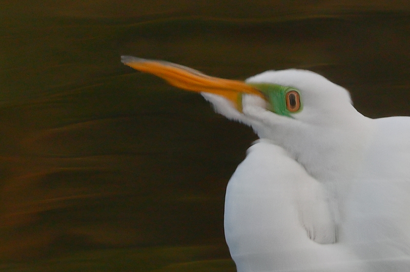 psychadelic-flopped-crop-Great-Egret-in-gorgeous-green-water-_A0I0222-Gatorland,-Kissimmee,-FL,--