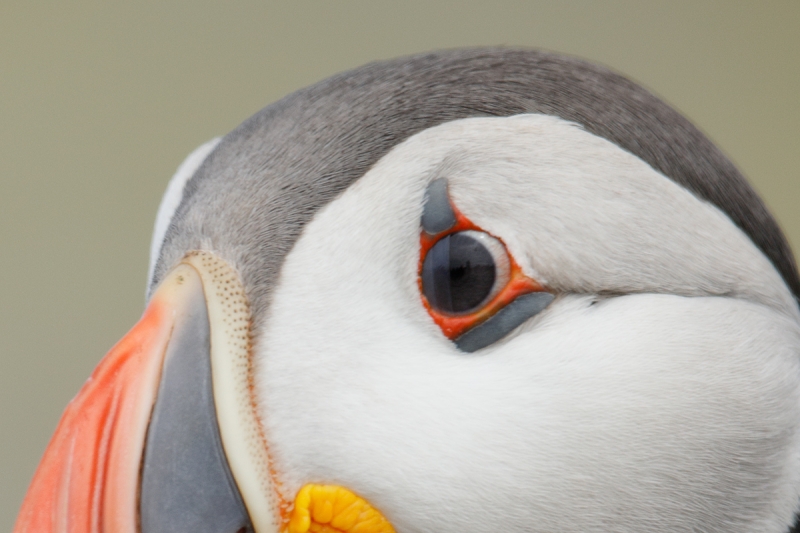 puff-face-ORIG_W5A2553-islands-off-Seahouses,-UK