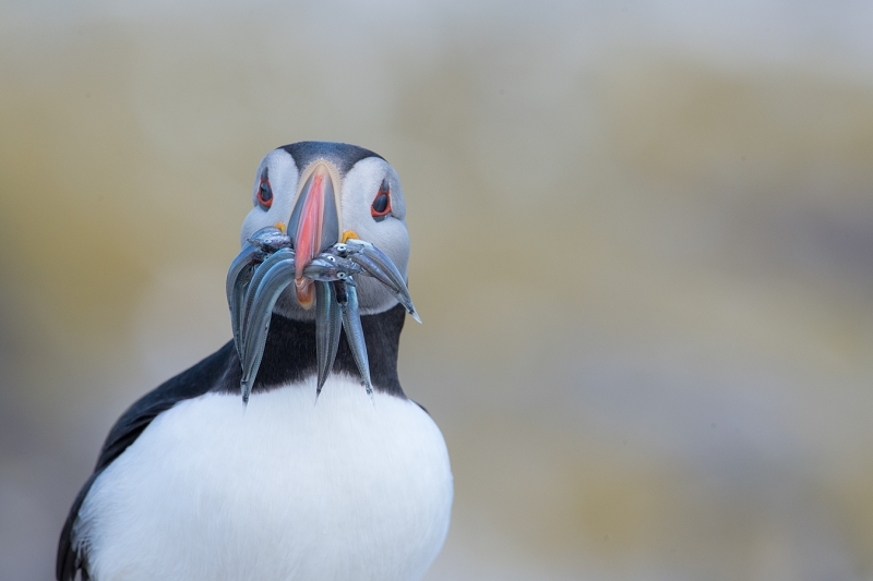 puffin-ORIG-_MAI1591islands-off-Seahouses,-UK