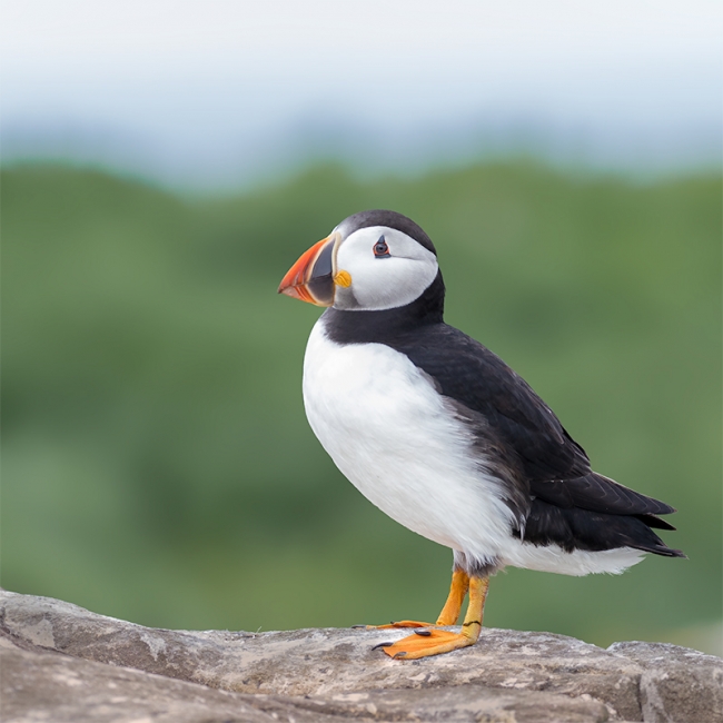 puffin-loren-0D5A6414-Edit