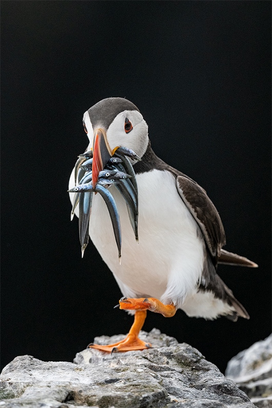 puffin-vert-with-fish-_DSC8913-Bempton-2019