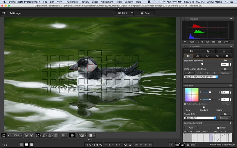 puffling-dark-water