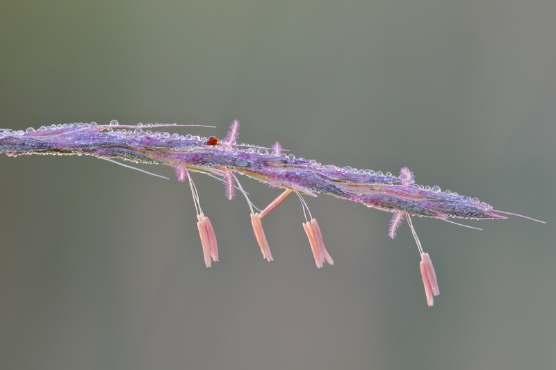 ravi BigBluestem0818_65A6631dppNiktcdej