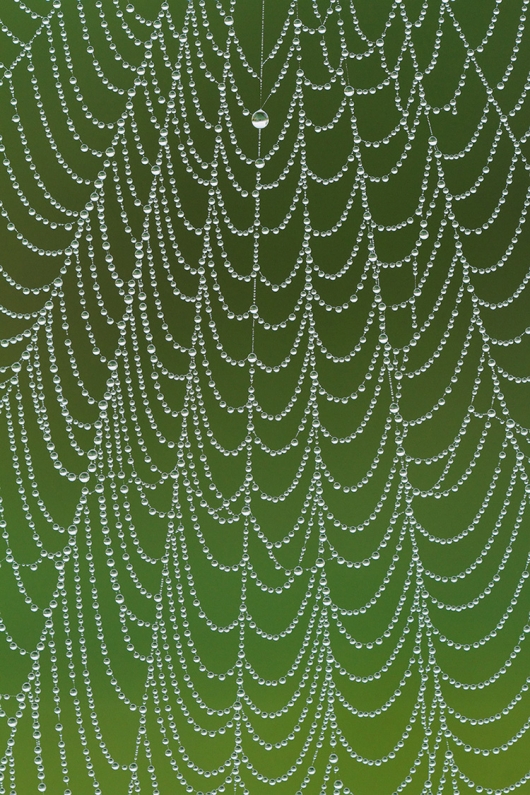 ravi Spiderweb0814dpp2222tcnrjs