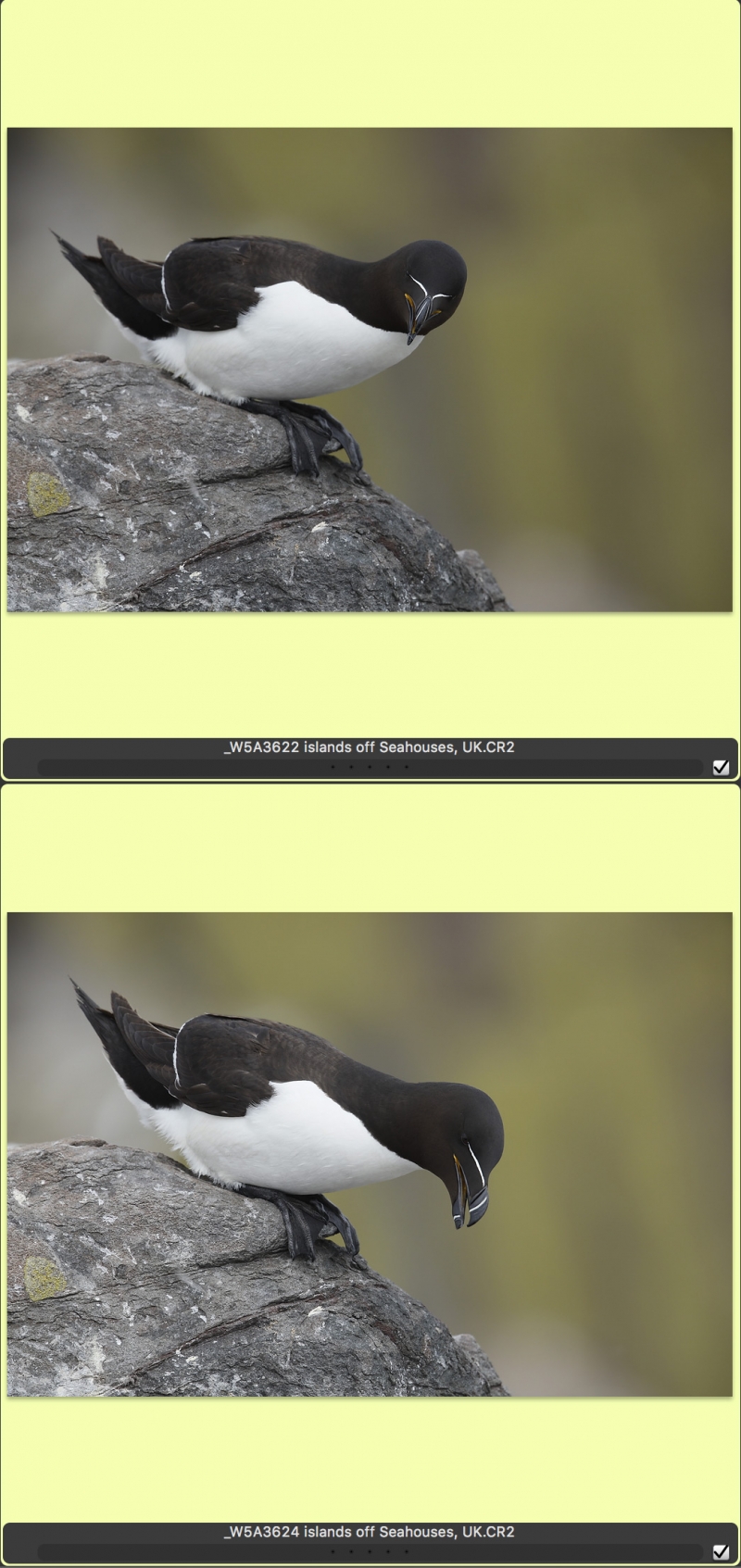 razorbill-editng