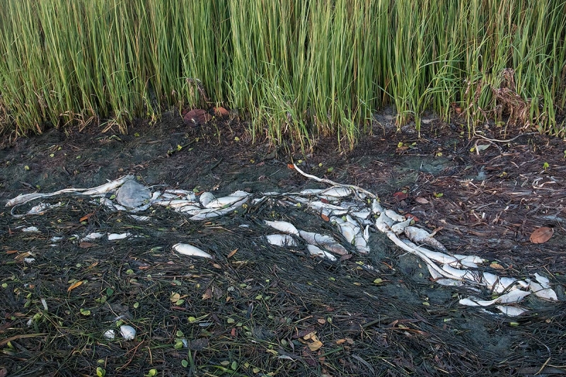 red-tide-fish-kill-B-_MAI7452Fort-DeSoto-Park,-Tierra-Verde,-FL