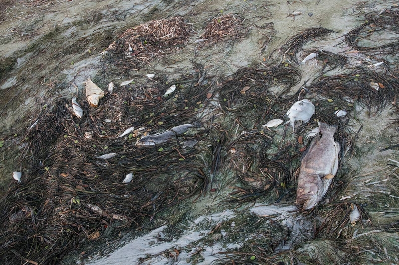 red-tide-fish-kill-_MAI7446Fort-DeSoto-Park,-Tierra-Verde,-FL