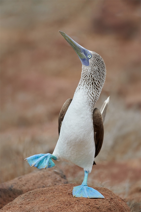 redo-Blue-footed-Booby-dancing-with-raised-foot-_BUP8875-North-Seymour-Galapagos-1