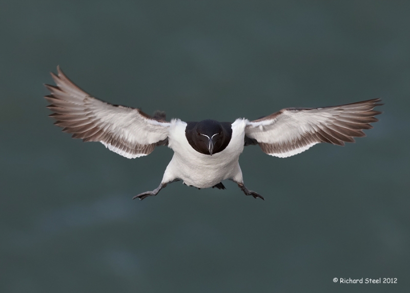 rich-steel-Razorbill-2012-207