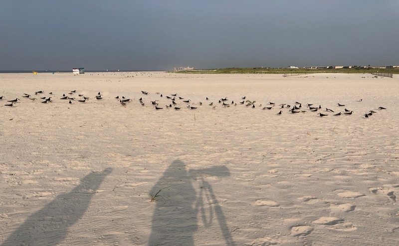 shadows-and-skimmer-flock-IMG_0474