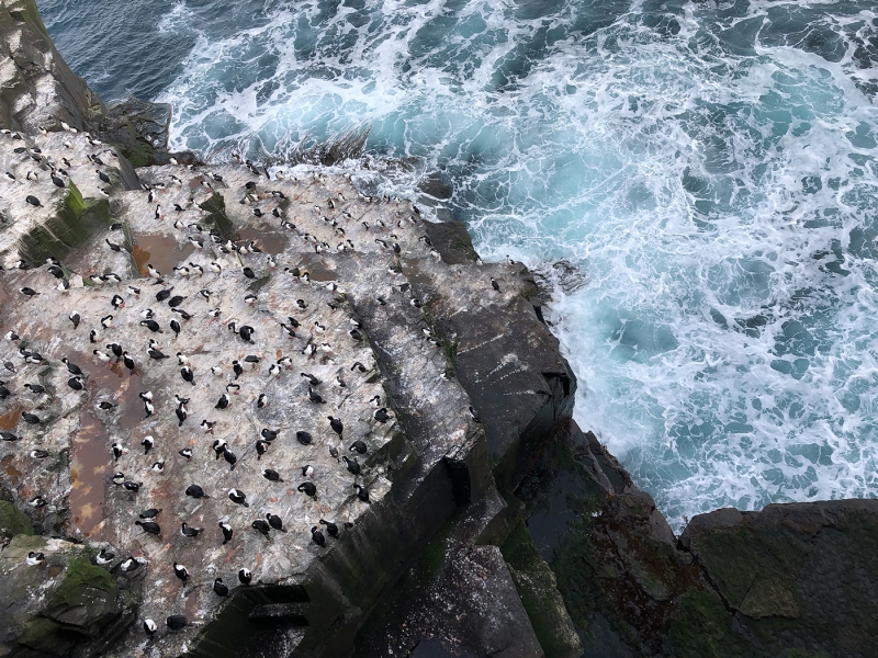 shag shelf