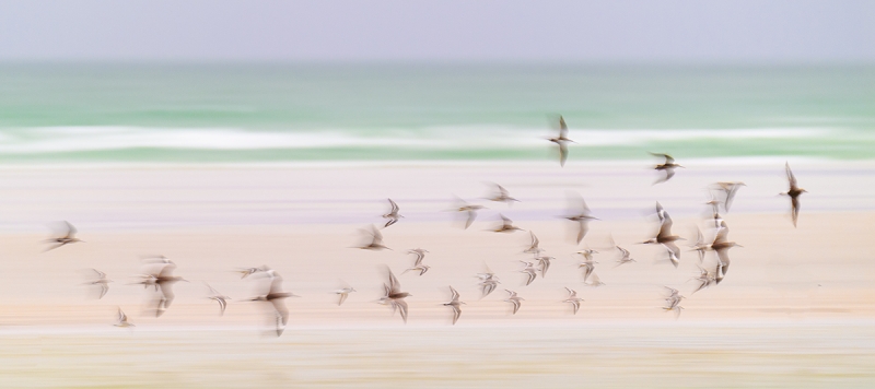 shorebird-flock-blur-_DSC7685-Fort-DeSoto-Park,-FL