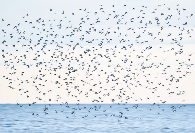 shorebird-flock-in-flight-mostly-Rd-Knot-_A9B4916-Fort-DeSoto-Park-FL-1