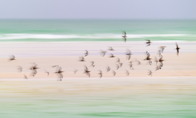 shorebird-flock-pastel-blur-_DSC7685-Fort-DeSoto-Park,-FL
