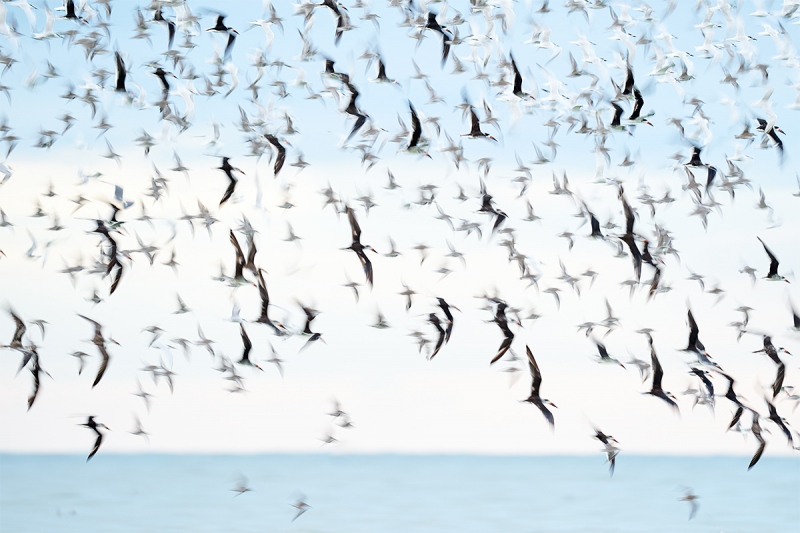 skiimer-tern-shorebird-blur-_A9B4855-Fort-DeSoto-Park-FL-1