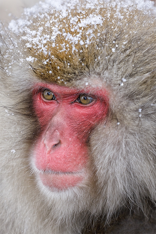 snow-Monkey-in-snow-_P3A4240-Jigokudani,-Japan
