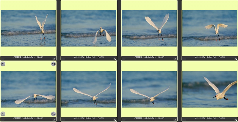 snowy-egret-flight-SEQU