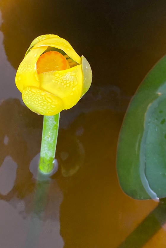 spatterdock-flower-_0281-3