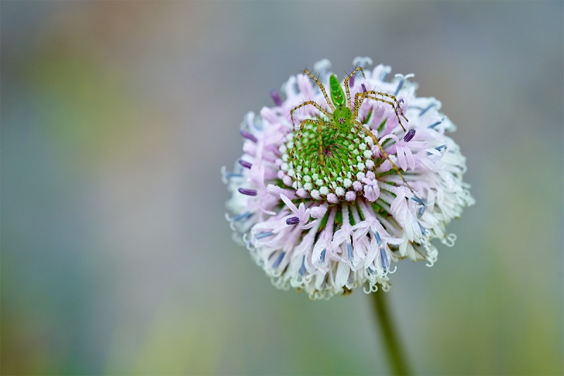 spider-on-Grassleaf-Barbaras-Buttons-Marshallia-graminifolia-blossom-_7R47786-Indian-Lake-Estates-FL-1