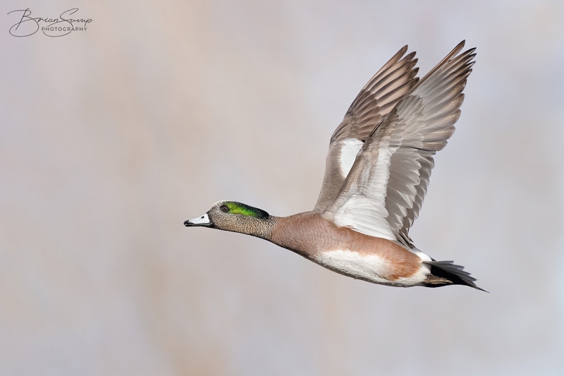 sump-drake-wigeon-blog-Wigeon-Drake-wingsup-Brian-Sump-BMS_6997-FORUM-SIG-SS33-eye-magdown-touch-DPP-midsdown-v5