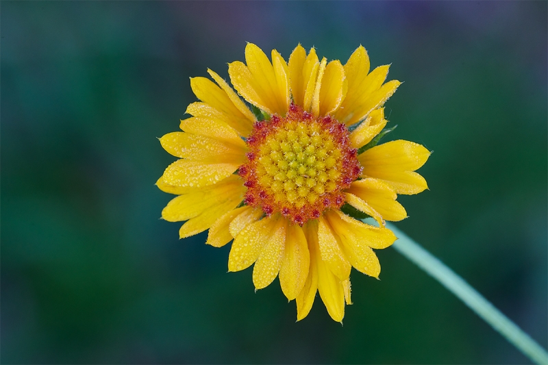 sunflower-_BUP2229-Indian-Lake-Estates-FL-1