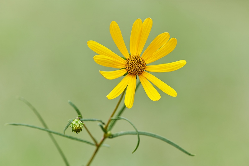 sunflower-aster-_7R49185-Indian-Lake-Estates-FL-1