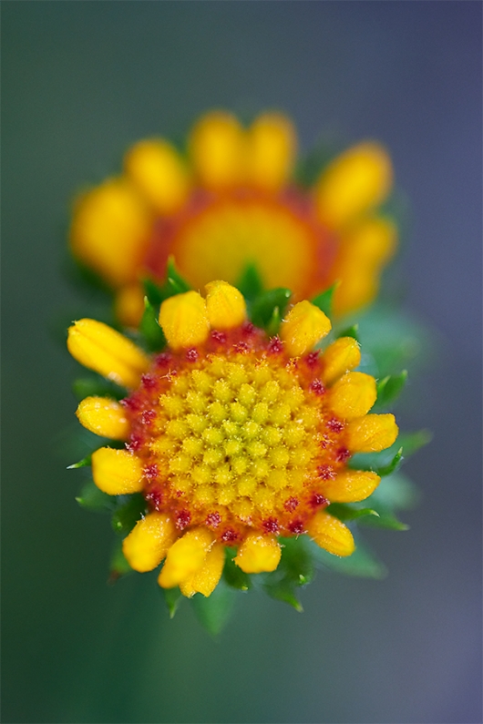 sunflower-juxtaposition-_BUP2086-Indian-Lake-Estates-FL-1