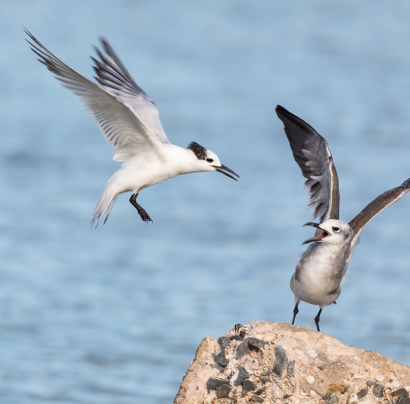 tern-and-gull_69A5093Lee-Sommie