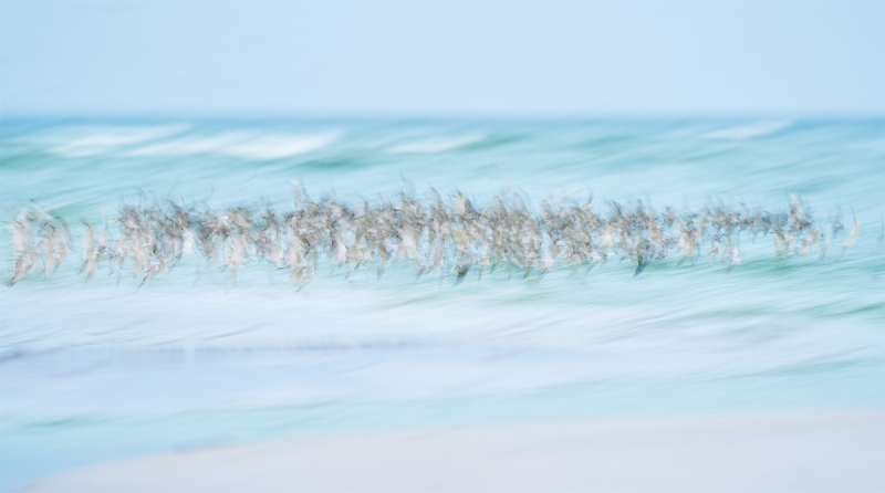 tern-gull-shorebird-flock-blur-_A9B6576-Fort-DeSoto-Park-FL-1