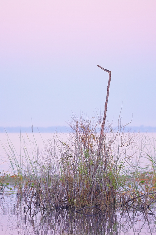 the-perch-in-pink-purple-blue-pre-dawn