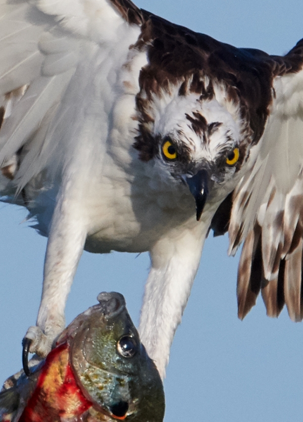 tight-crop-Osprey-on-perch-with-prey-_BUP7178--Indian-Lake-Estates-FL-1