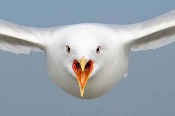 tight-head-Common-Gull-incoming-screaming-_MAI3524-Vadso,-Norway