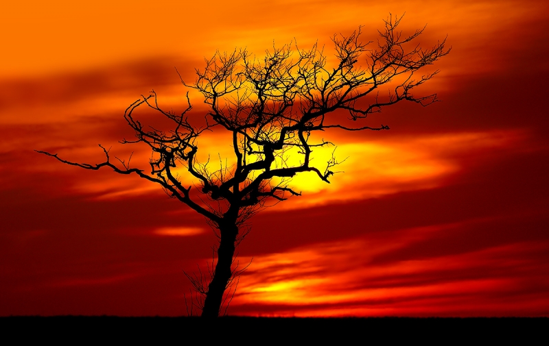 tree-at-sunset-NI_P3A0465-Heckscher-State-Park,-Long-Island,-NY