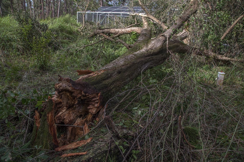 tree-down-wide-scene-_P3A0183--Indian-Lake-Estates,-FL