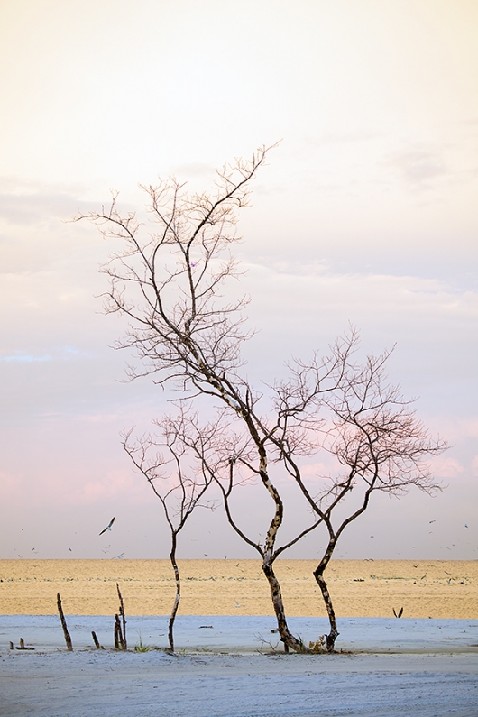 tree-skeletons-at-sunrise-_BUP4056Fort-DeSoto-Park,-Tierra-Verde,-FL