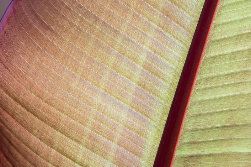 underside-of-leaf-_DSC4208a--La--Jolla,-CA