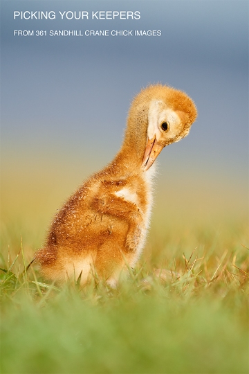 video-cover-Sandhill-Crane-one-week-old-chick-preening-_A927962-Indian-Lake-Estates-FL-1