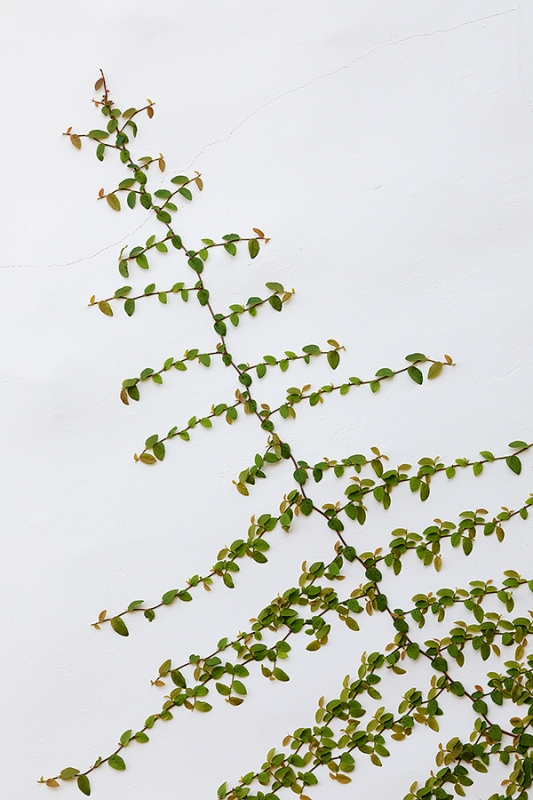 vine-on-white-wall-_P3A8954-Ojai,-CA--