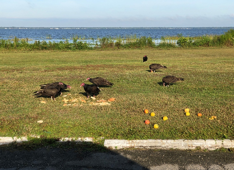 vultures-feeding-on-bread-and-apples-A-IMG_0256